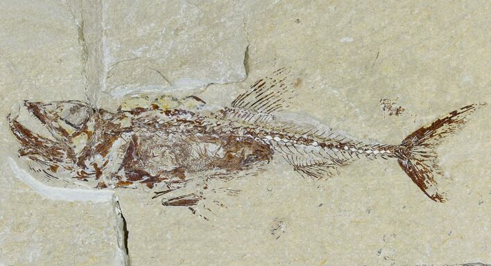 Cretaceous Predatory Fish (Eurypholis) With Pos/Neg - Lebanon #115744
